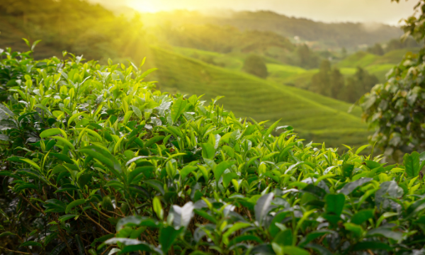 Új teakeverékek a Tea Nemzetközi Napjára